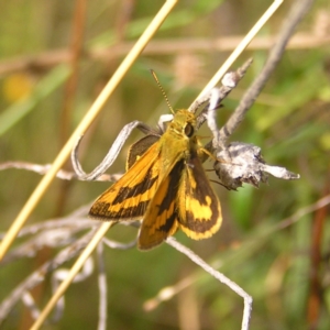 Ocybadistes walkeri at Kambah, ACT - 6 Mar 2022