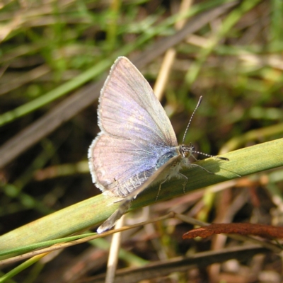Zizina otis (Common Grass-Blue) at Kambah, ACT - 5 Mar 2022 by MatthewFrawley