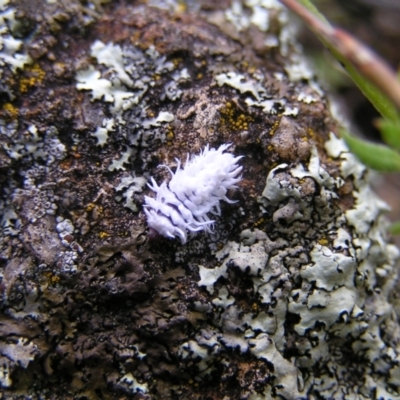 Cryptolaemus montrouzieri (Mealybug ladybird) at Kambah, ACT - 5 Mar 2022 by MatthewFrawley