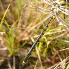 Hemicordulia tau at Kambah, ACT - 6 Mar 2022