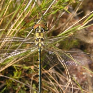 Hemicordulia tau at Kambah, ACT - 6 Mar 2022