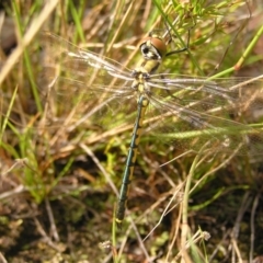 Hemicordulia tau at Kambah, ACT - 6 Mar 2022