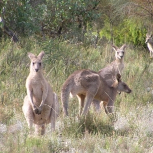 Macropus giganteus at Kambah, ACT - 6 Mar 2022