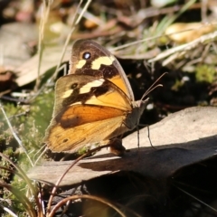 Heteronympha merope (Common Brown Butterfly) at Albury, NSW - 5 Mar 2022 by KylieWaldon