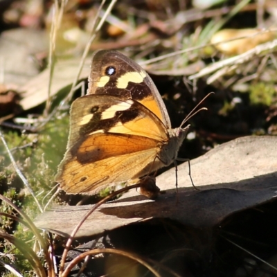 Heteronympha merope (Common Brown Butterfly) at Albury, NSW - 5 Mar 2022 by KylieWaldon