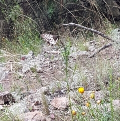 Papilio anactus at Pearce, ACT - 6 Mar 2022 01:38 PM