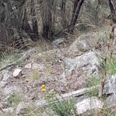 Papilio anactus at Pearce, ACT - 6 Mar 2022 01:38 PM