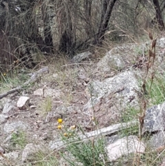 Papilio anactus at Pearce, ACT - 6 Mar 2022 01:38 PM