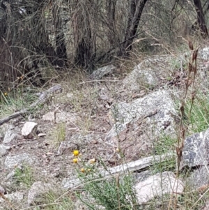 Papilio anactus at Pearce, ACT - 6 Mar 2022