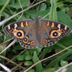 Junonia villida (Meadow Argus) at Macarthur, ACT - 6 Mar 2022 by AnneG1