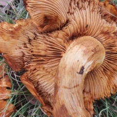 Unidentified Cap on a stem; gills below cap [mushrooms or mushroom-like] at Gundaroo, NSW - 6 Mar 2022 by Gunyijan