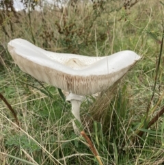 Macrolepiota dolichaula (Macrolepiota dolichaula) at Fadden, ACT - 6 Mar 2022 by AnneG1