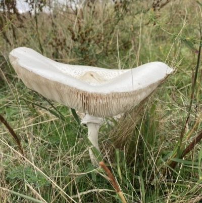 Macrolepiota dolichaula (Macrolepiota dolichaula) at Wanniassa Hill - 6 Mar 2022 by AnneG1