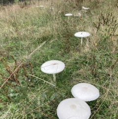 Macrolepiota dolichaula at Fadden, ACT - 6 Mar 2022