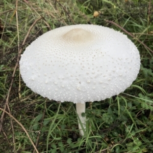 Macrolepiota dolichaula at Fadden, ACT - 6 Mar 2022