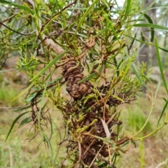 Uromycladium sp. (A gall forming rust fungus) at Isaacs, ACT - 6 Mar 2022 by Mike