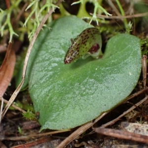 Corysanthes hispida at Fadden, ACT - suppressed