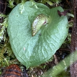 Corysanthes hispida at Fadden, ACT - 6 Mar 2022