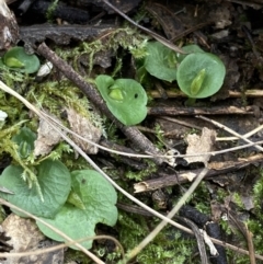 Corysanthes hispida at Fadden, ACT - 6 Mar 2022