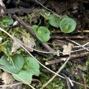 Corysanthes hispida at Fadden, ACT - suppressed