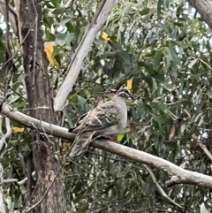 Phaps chalcoptera (Common Bronzewing) at Googong Reservoir - 6 Mar 2022 by FeralGhostbat