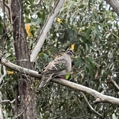 Phaps chalcoptera (Common Bronzewing) at Googong, NSW - 6 Mar 2022 by Ozflyfisher