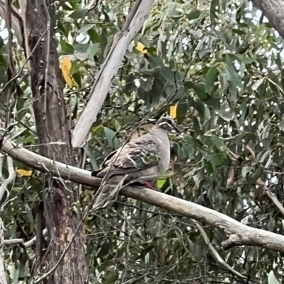 Phaps chalcoptera (Common Bronzewing) at Googong, NSW - 6 Mar 2022 by Ozflyfisher