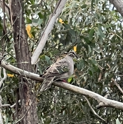 Phaps chalcoptera (Common Bronzewing) at Googong, NSW - 6 Mar 2022 by FeralGhostbat