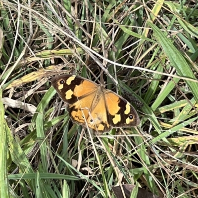 Heteronympha merope (Common Brown Butterfly) at Googong Reservoir - 6 Mar 2022 by FeralGhostbat
