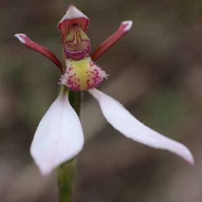 Eriochilus cucullatus (Parson's Bands) at Fadden, ACT - 6 Mar 2022 by AnneG1