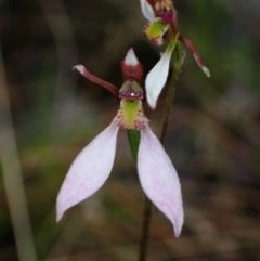 Eriochilus cucullatus at Fadden, ACT - suppressed