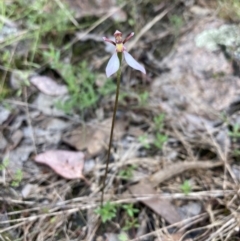 Eriochilus cucullatus at Fadden, ACT - suppressed