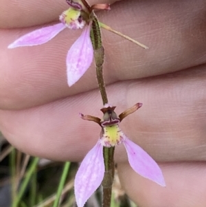 Eriochilus cucullatus at Fadden, ACT - suppressed