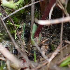 Eriochilus cucullatus at Fadden, ACT - suppressed