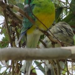 Psephotus haematonotus (Red-rumped Parrot) at Sullivans Creek, Lyneham North - 6 Mar 2022 by RobertD