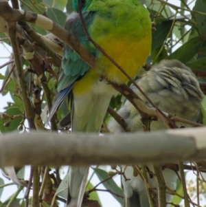 Psephotus haematonotus at Lyneham, ACT - 6 Mar 2022