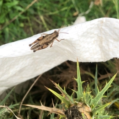 Phaulacridium vittatum (Wingless Grasshopper) at Molonglo Valley, ACT - 6 Mar 2022 by KMcCue