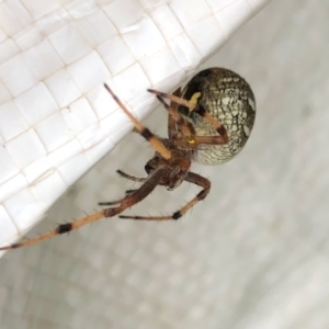 Araneidae (family) at Molonglo Valley, ACT - 6 Mar 2022 09:39 AM