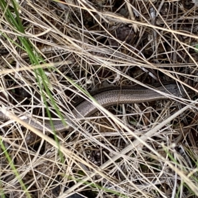 Unidentified Legless Lizard at Stromlo, ACT - 4 Mar 2022 by Dayrob