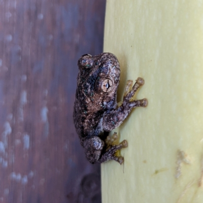 Litoria peronii (Peron's Tree Frog, Emerald Spotted Tree Frog) at Watson, ACT - 6 Mar 2022 by AniseStar