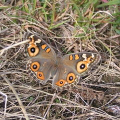 Junonia villida (Meadow Argus) at Kambah, ACT - 6 Mar 2022 by MatthewFrawley