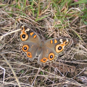 Junonia villida at Kambah, ACT - 6 Mar 2022