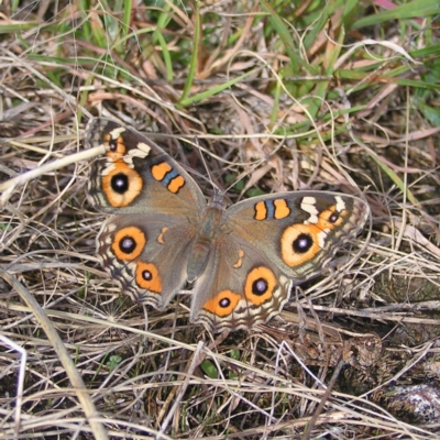 Junonia villida (Meadow Argus) at Kambah, ACT - 5 Mar 2022 by MatthewFrawley