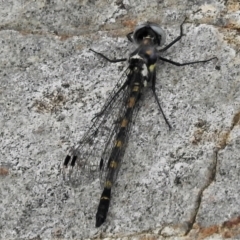 Cordulephya pygmaea (Common Shutwing) at Paddys River, ACT - 6 Mar 2022 by JohnBundock