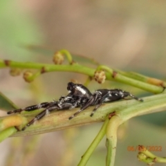 Sandalodes scopifer (White-spotted Sandalodes) at Googong Reservoir - 6 Mar 2022 by FeralGhostbat