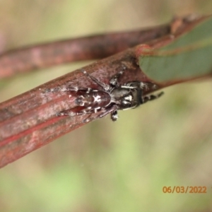 Sandalodes scopifer at Googong, NSW - 6 Mar 2022 02:41 PM