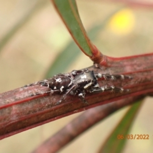 Sandalodes scopifer at Googong, NSW - 6 Mar 2022 02:41 PM