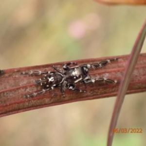 Sandalodes scopifer at Googong, NSW - 6 Mar 2022