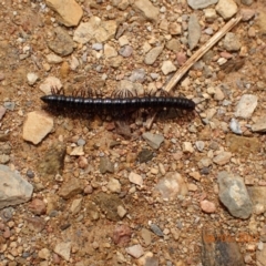 Paradoxosomatidae sp. (family) (Millipede) at Googong, NSW - 6 Mar 2022 by FeralGhostbat