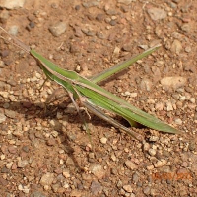 Acrida conica (Giant green slantface) at Googong, NSW - 6 Mar 2022 by FeralGhostbat
